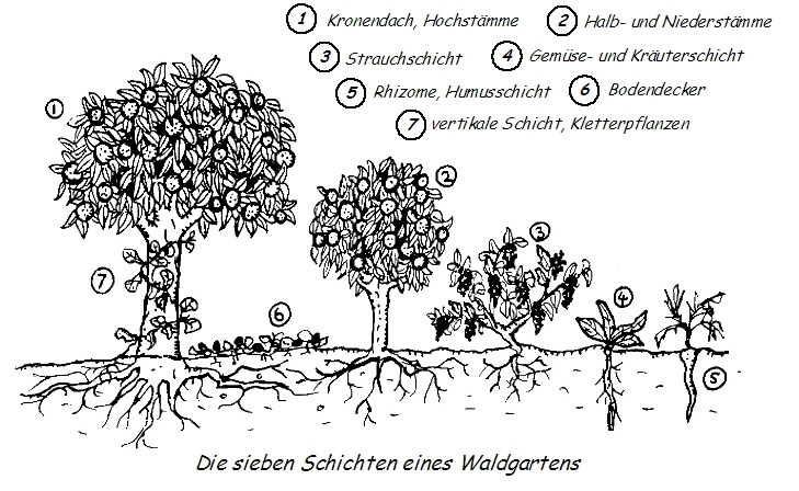 Waldgarten Schichten